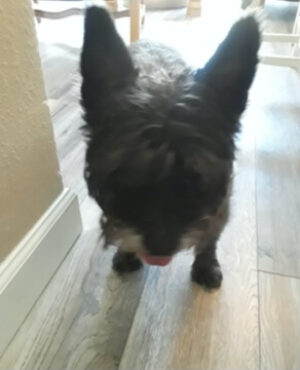 Doggie Walks Houston