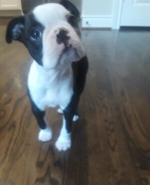 Doggie Walks Houston