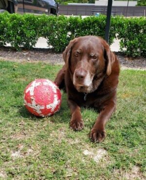 Doggie Walks Houston