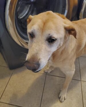 Doggie Walks Houston