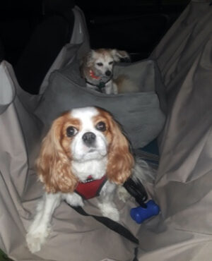 Doggie Walks Houston