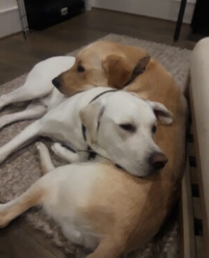 Doggie Walks Houston