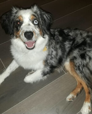 Doggie Walks Houston