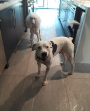 Doggie Walks Houston