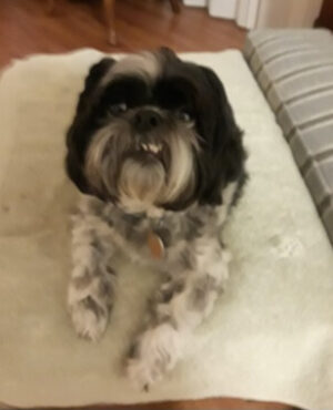 Doggie Walks Houston