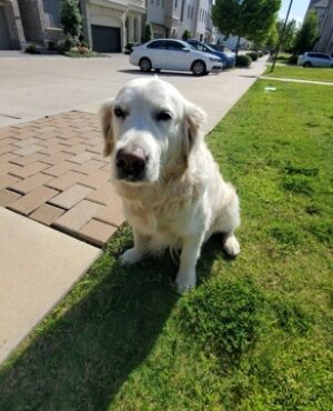 Doggie Walks Houston