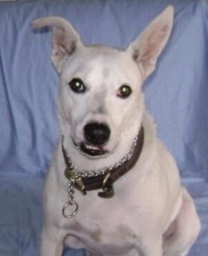 Doggie Walks Houston