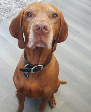 Doggie Walks Houston