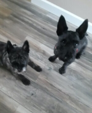 Doggie Walks Houston