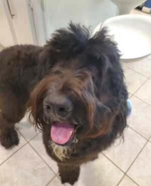 Doggie Walks Houston