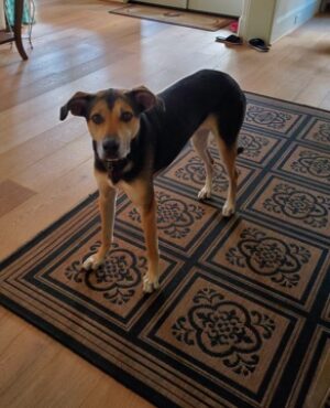 Doggie Walks Houston